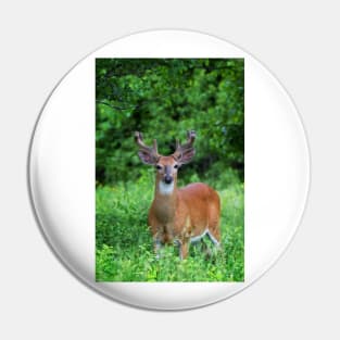 Spring Buck - White-tailed deer Pin