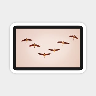 Geese Flying In 'V' Formation Magnet