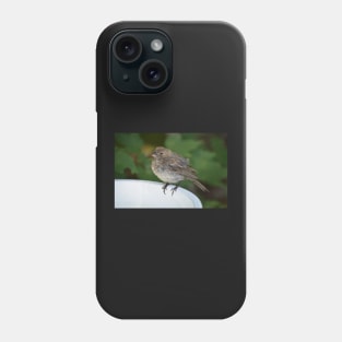 Female House Finch Perched on a Birdbath Phone Case