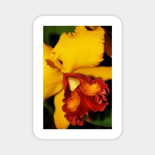 Soft-Focus Orchid Magnet