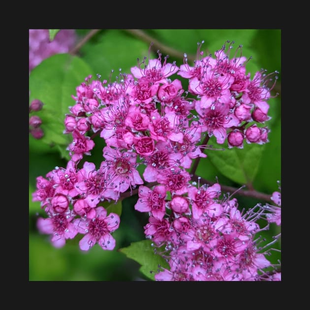 Cluster of Tiny Pink Flowers Photographic Image by AustaArt