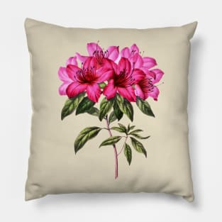 pink azalea flower Pillow