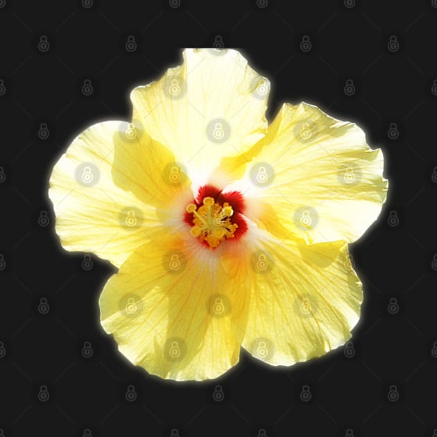 Yellow Hibiscus by janmarvin