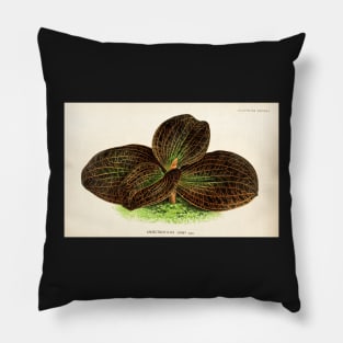 Dossinia marmorata - Botanical illustration Pillow