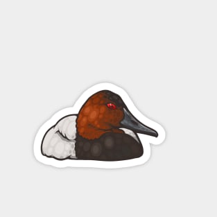 Canvasback Magnet