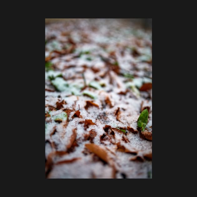 Leaves powdered with snow by naturalis