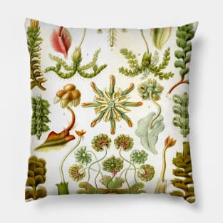 Watercolor botanical vintage Floral minimalist print 2 Pillow