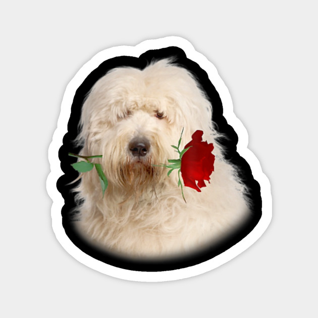 Rose Old English Sheepdog Face Smile Old English Sheepdog Rose