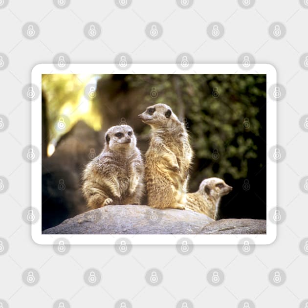 Act Natural Meerkats Magnet by BlakCircleGirl