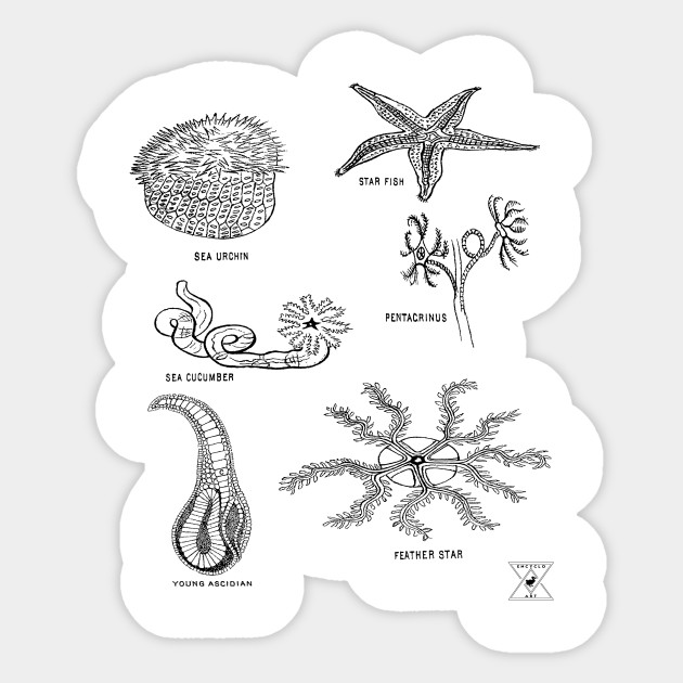 Sea Creatures Star Fish Sea Cucumber Sea Urchin Sea Creature