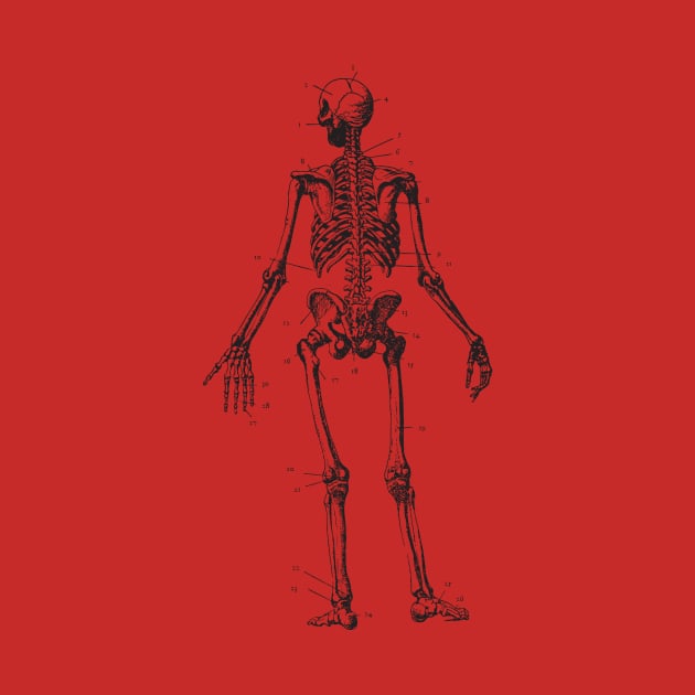 skeleton anatomy by chapter2