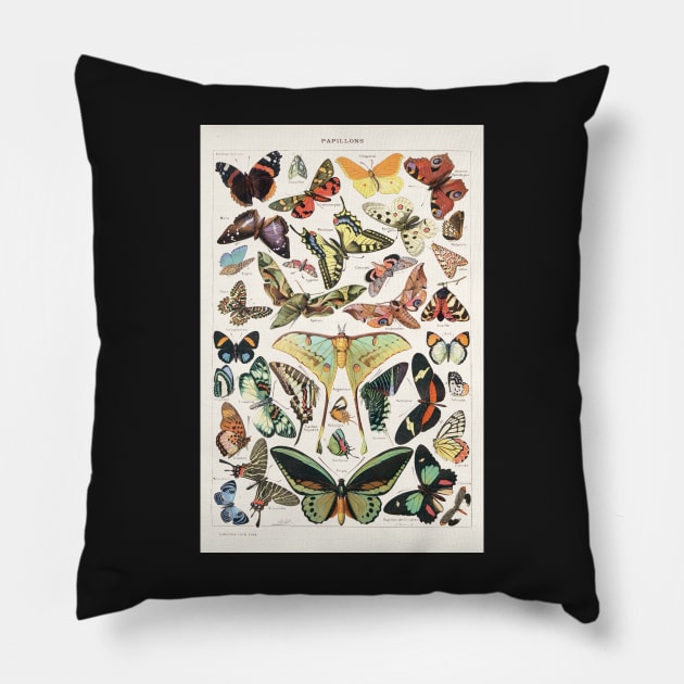 Vintage butterfly illustration Pillow by SouthPrints