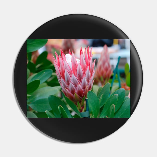 Protea Cynaroides Flower Pin by jojobob