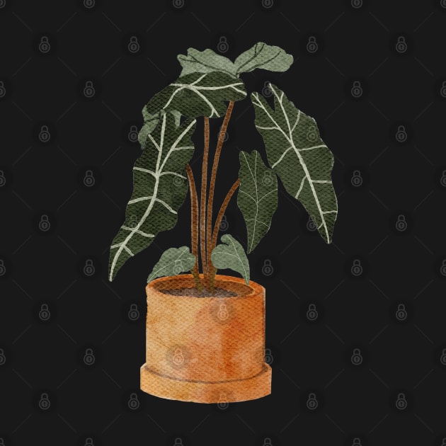 Alocasia Polly Plant by gronly