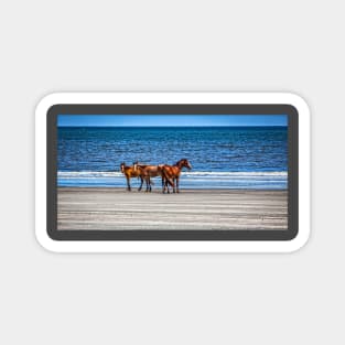 Wild Horses at Cumberland Island National Seashore Magnet