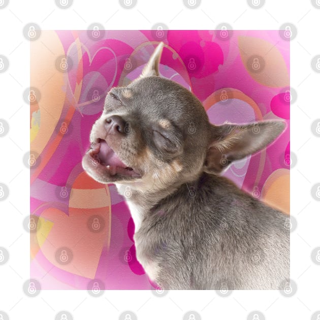 Cheeky Chihuahua Valentines Love Face. Pink hearts. by BarbaraGlebska