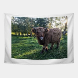 Scottish Highland Cattle Calf 2119 Tapestry