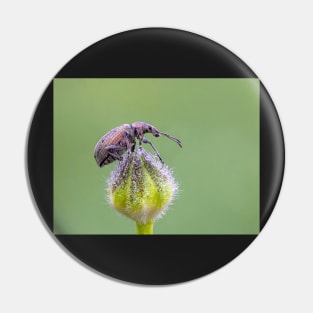 Nettle Weevil on Buttercup Bud Pin