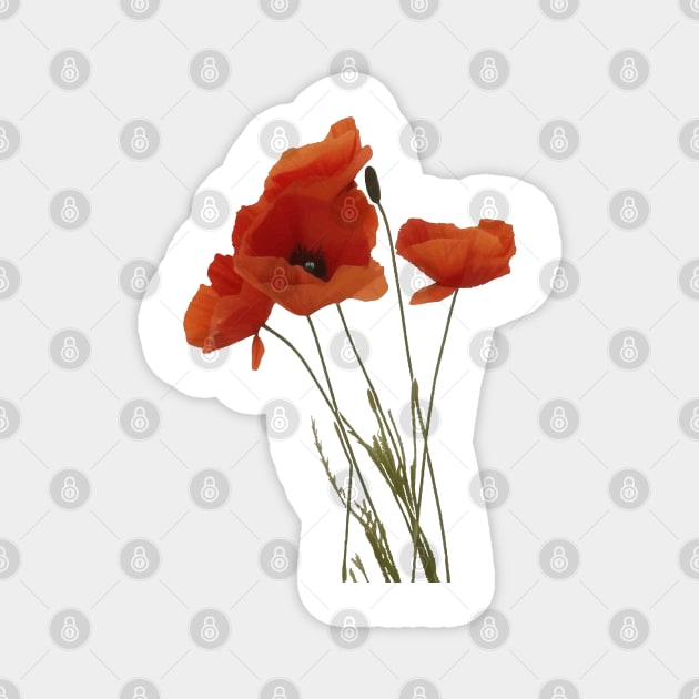 Red Poppies Wildflower Floral Bouquet Magnet by taiche