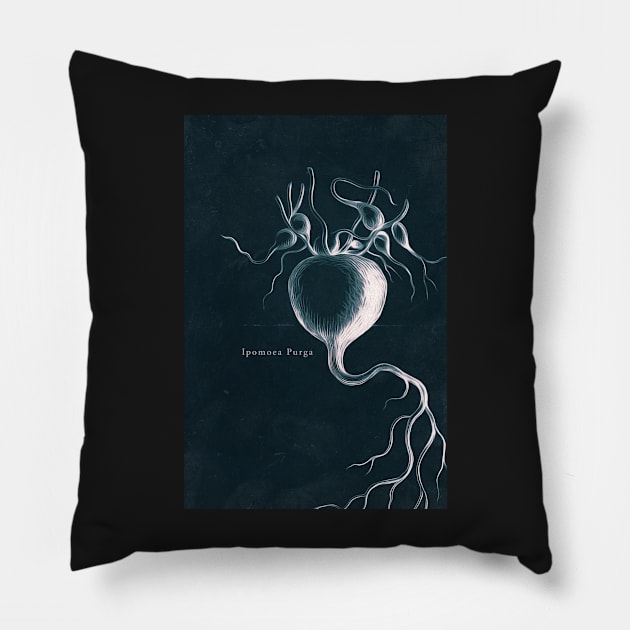 Cyanotype - Ipomoea Purga - C Pillow by PixelHunter