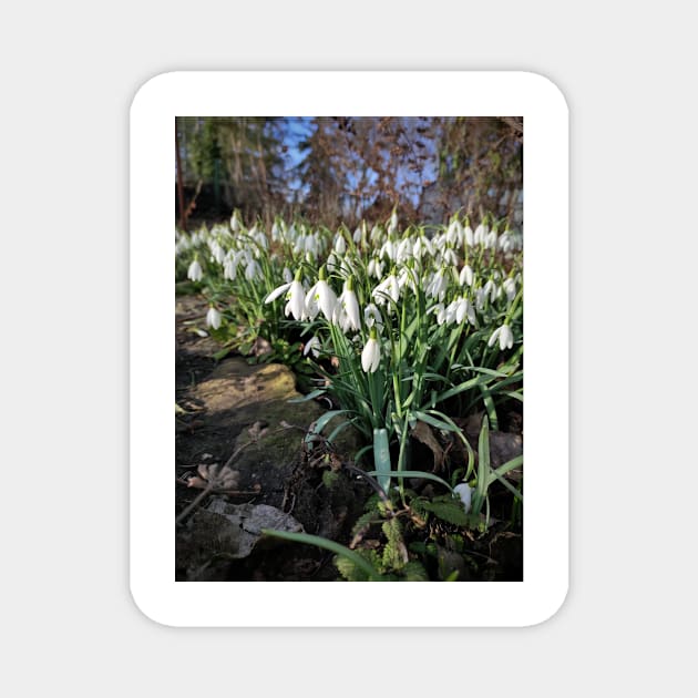 snowdrop Magnet by Gourmetkater