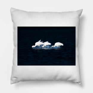 Three bright white Royal spoonbill birds heads down searching for food Pillow