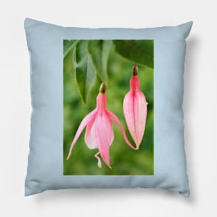 Fuchsia  &#39;Miss California&#39; Pillow