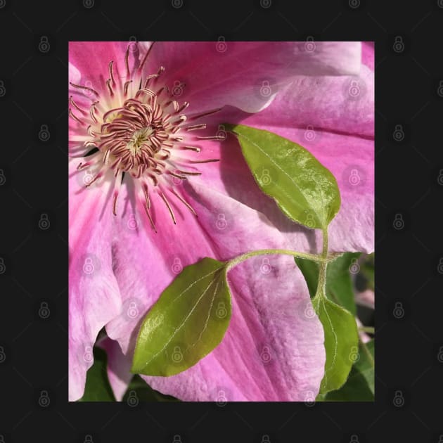 Chillin Pink Climbing Clematis Blooming Flower by Photomersion