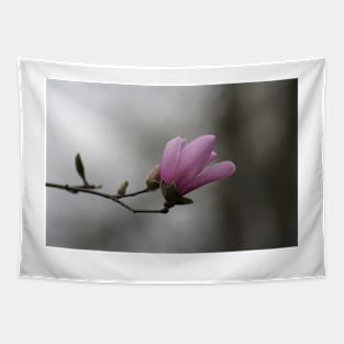 Close up of Pink Magnolia flowers in spring season. Tapestry