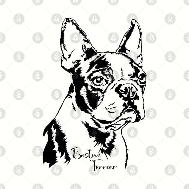 Boston Terrier dog portrait dog lover by wilsigns