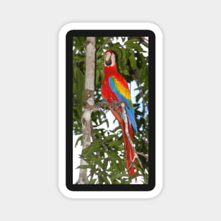 Scarlet Macaw Posing Magnet