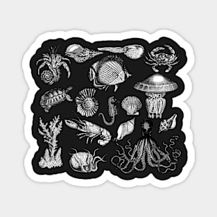 Vintage Sea Life Illustrations Magnet