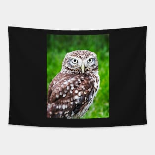 Pygmy Owl Tapestry