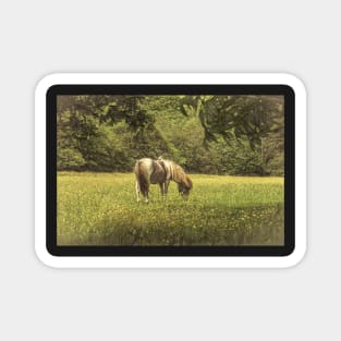 Pony In The Buttercups Digital Art Magnet