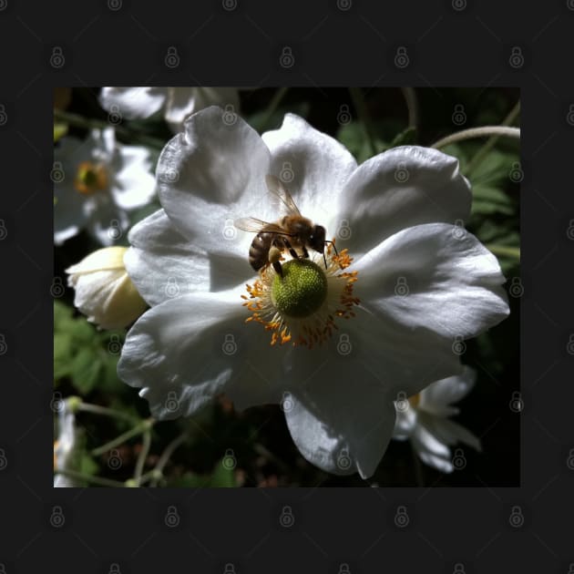 Endangered Bee on a White Rose by Photomersion