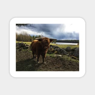 Scottish Highland Cattle Bull 2382 Magnet