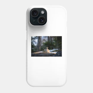 Lepus europaeus in the forest Phone Case