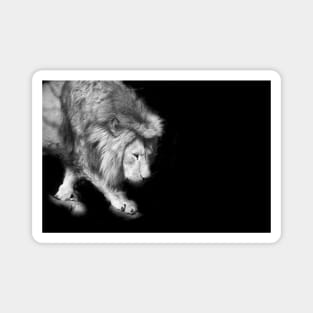 Lion bw 7/4/22 / Swiss Artwork Photography Magnet