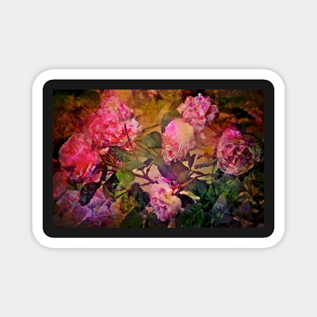 Rose 307 Magnet by secretgardener