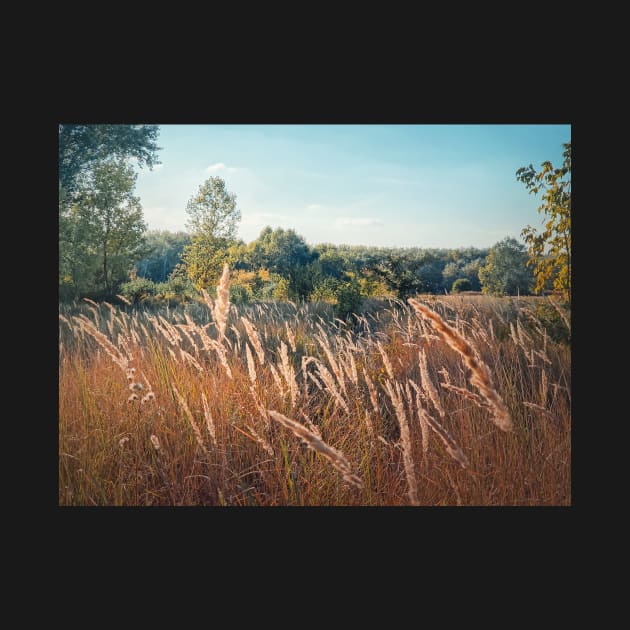 foxtail reed swaying in the wind by psychoshadow