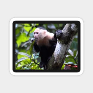 White faced monkey, la Gloria de Puriscal Magnet