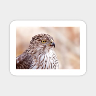 Cooper's hawk profile Magnet