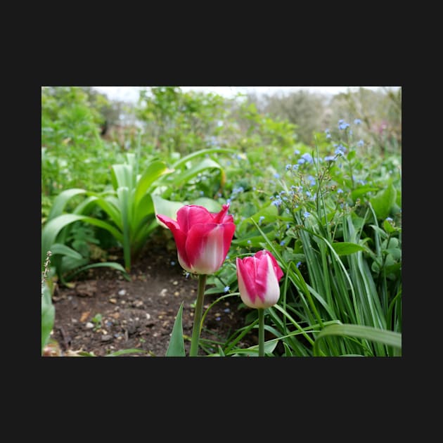 Two pink tulip flowers in the garden by fantastic-designs