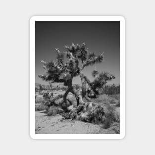 Joshua Tree Photography V4 Magnet