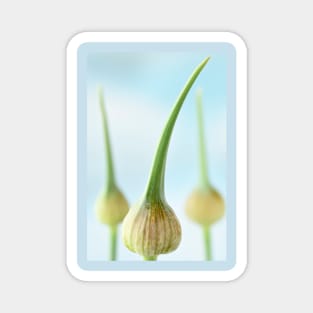 Allium ampeloprasum  'Elephant'  Elephant garlic  Flower buds Magnet