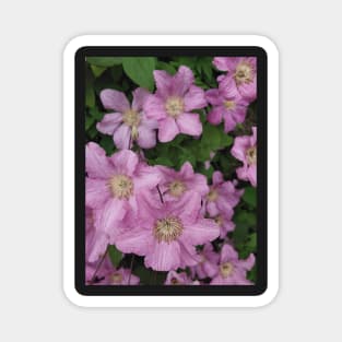 Clematis Magnet