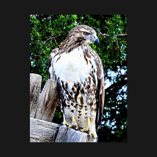 Red Tailed Hawk by Scubagirlamy