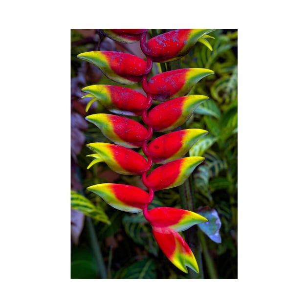 Heliconia by likbatonboot