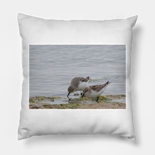 Sandpipers Pillow