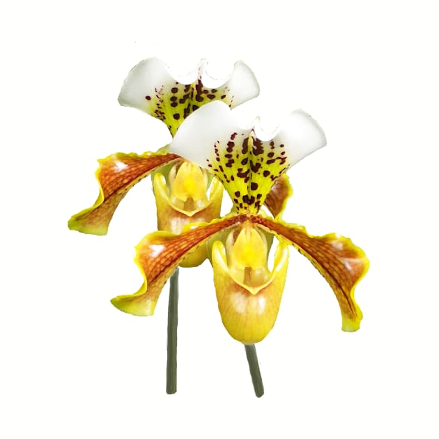 Twin Sisters Orchids by Betty500_B